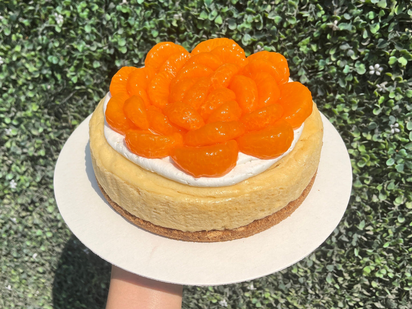 Cheesecake Tangerine